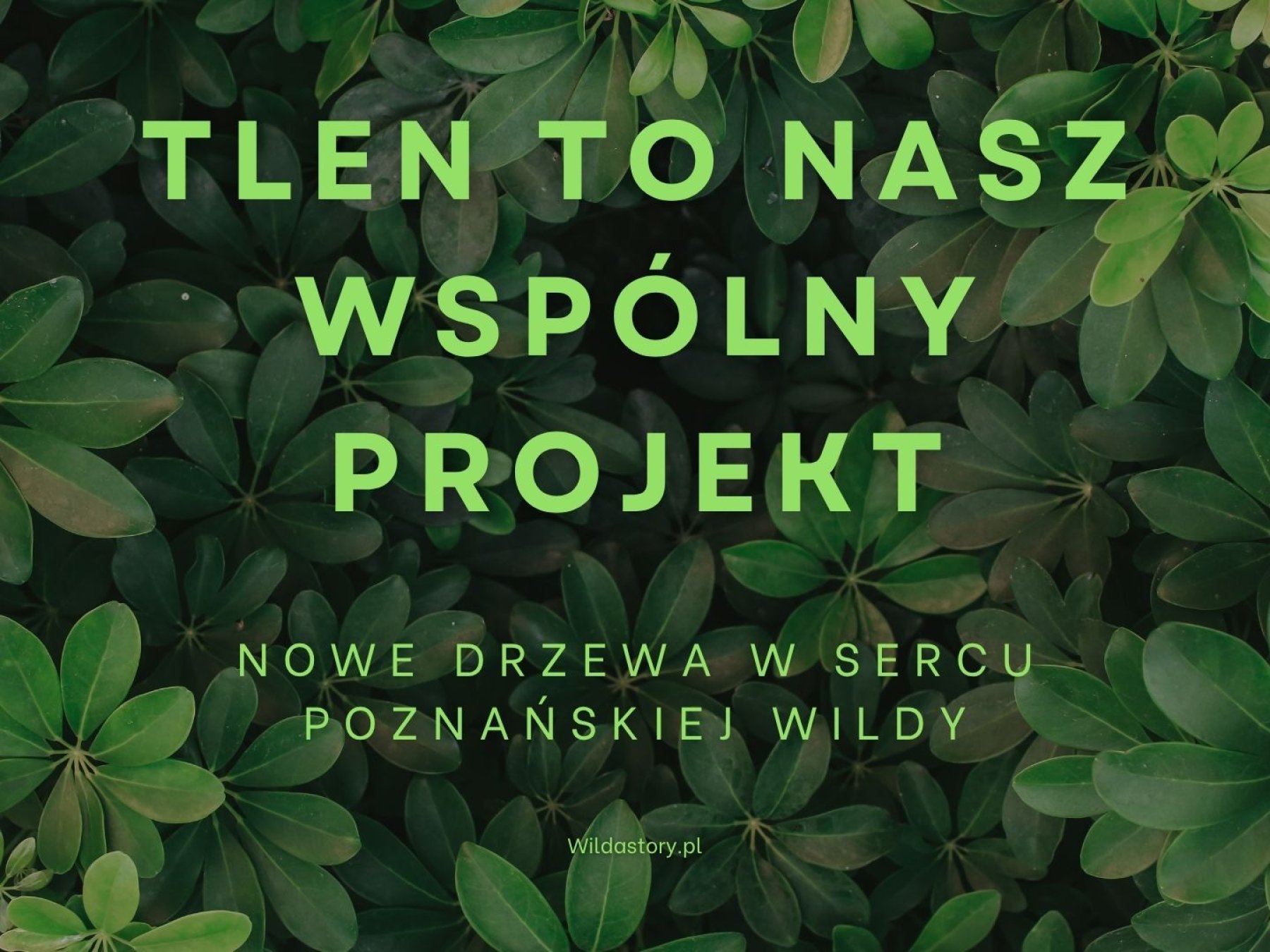 /upload/content/gallery/979/dark-green-and-white-minimalist-nature-ecosystem-presentation-zip-1.jpg